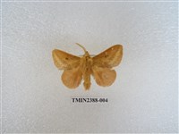 藏品(淡紋枯葉蛾)的圖片